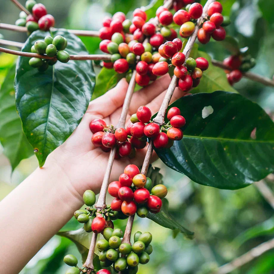 Where Does Caffeine Come From?