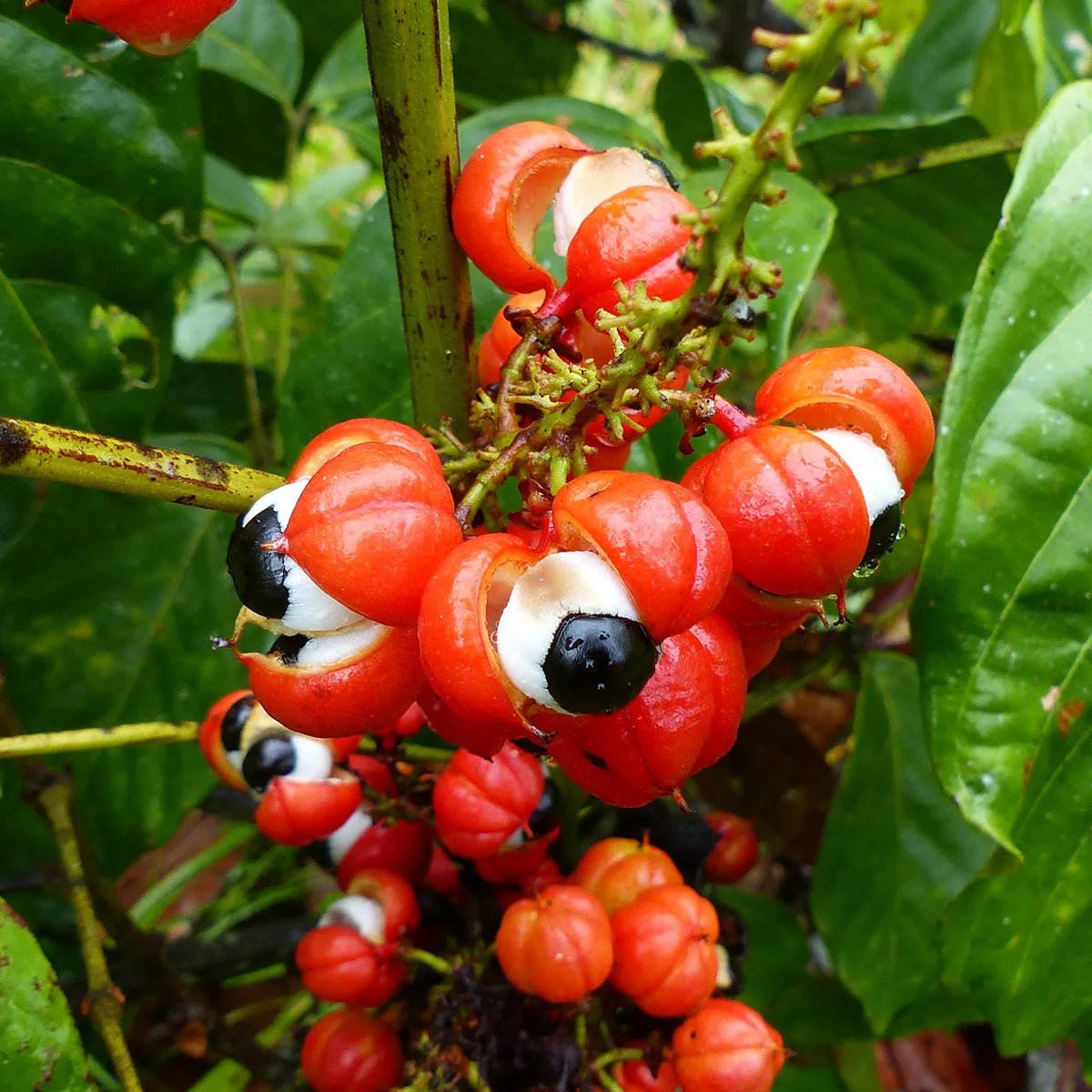 Natural Caffeine Sources: Best Options for Energy